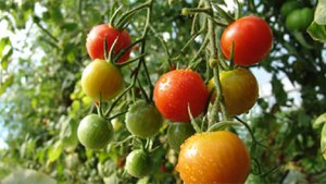 organic-tomatoes