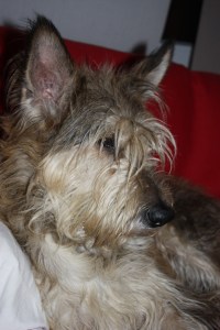 Cane Catone in un momento di riflessione