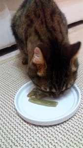 Margaux divora la sua razione di piattoni