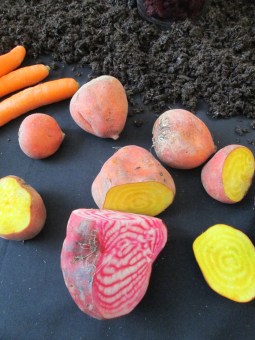 Verdure variopinte sul tavolo di Agnese Z'graggen